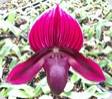 Paph. Yi Ying Santa Claus